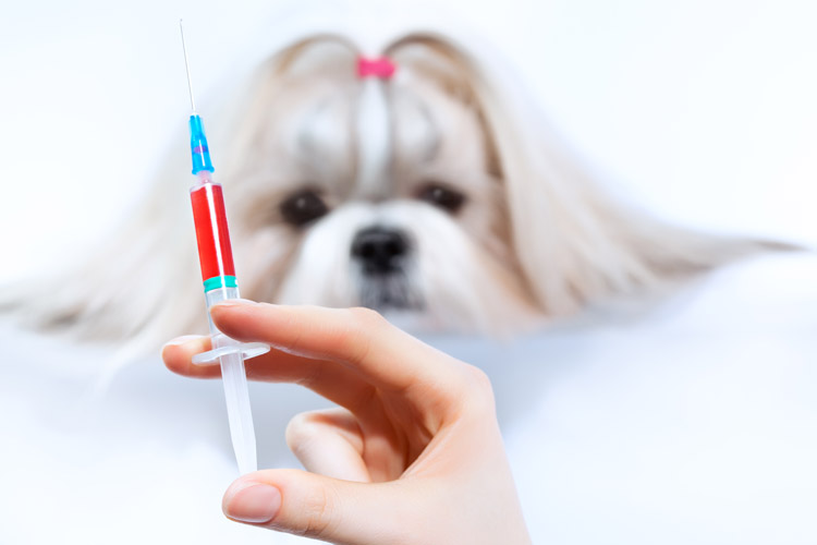 動物醫(yī)學網絡教育大學有哪些？